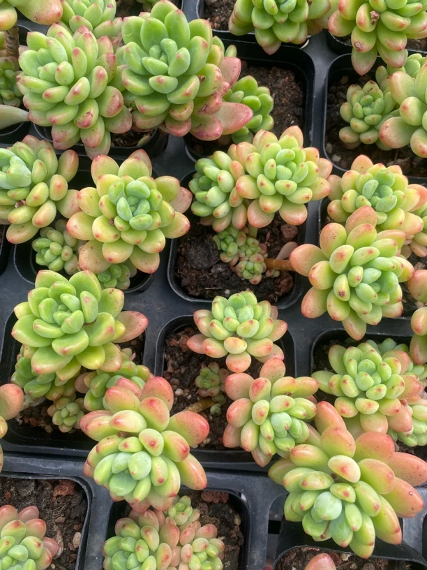 【一颗包邮】6.5厘米盆香格里拉多肉精控老桩群生植物精品绿植新手