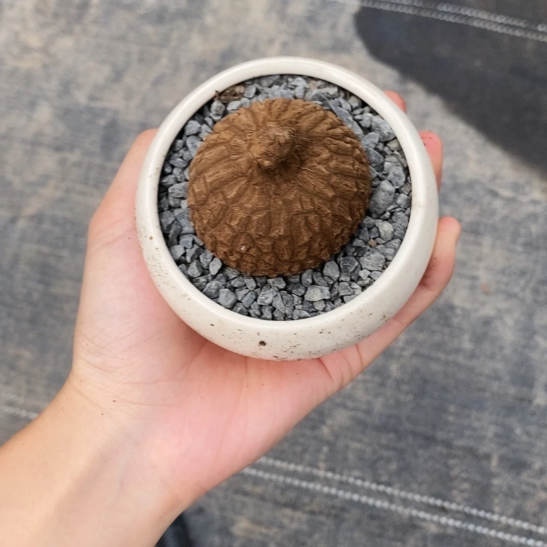 兮***兮一物一拍龙甲荔枝龟不包售后