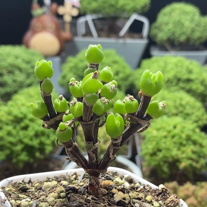 枝干兔子8277枝干番杏