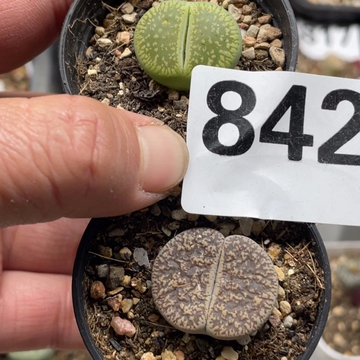 完全开放842母本绿光阳弁天