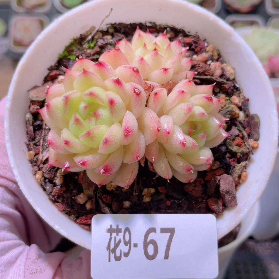 花利美9-67麦秆群