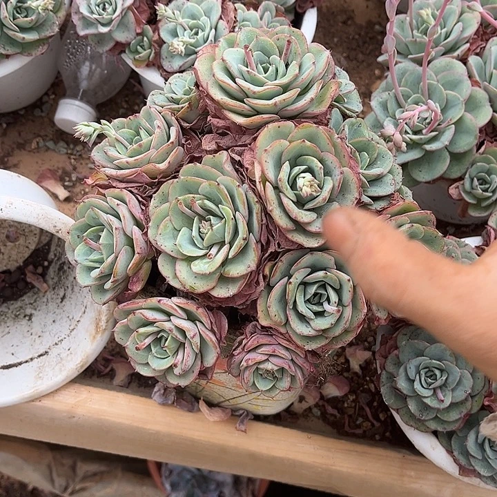 奶油黄桃9.98多肉植物