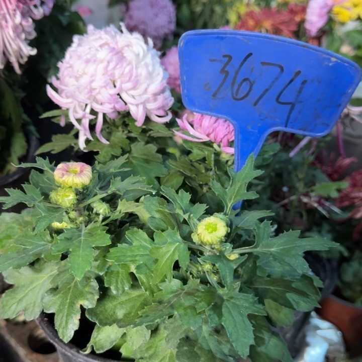 晨***暖完全开放3674 鹅毛粉黛