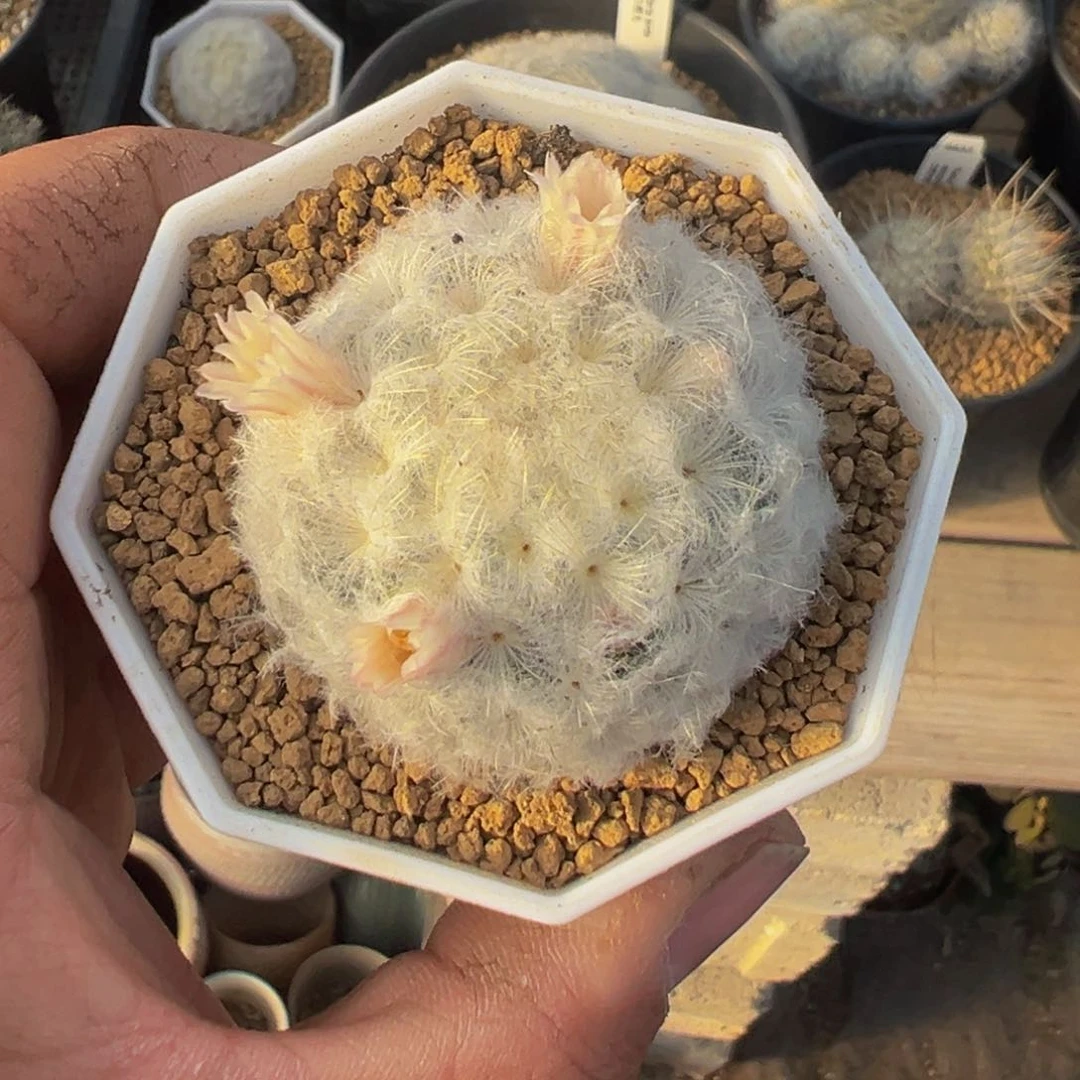 寒*雪白星多肉植物带盆土