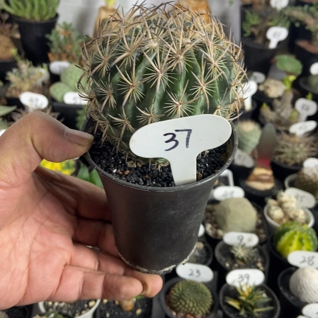 虎爪一个一物一拍