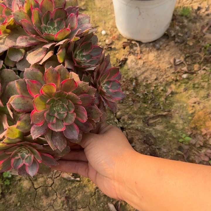 1638莲花清棚处理不包断枝