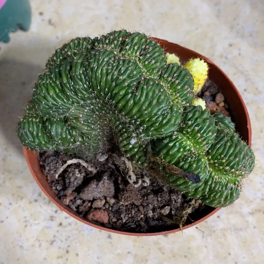 新品丽花缀化锦一物一拍3