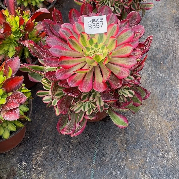 357多肉植物的生长
