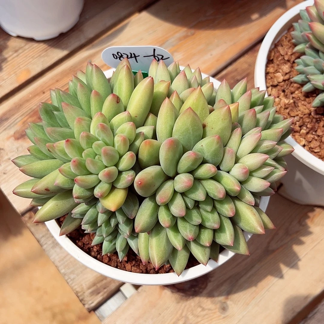 0824-62绝绝子新品