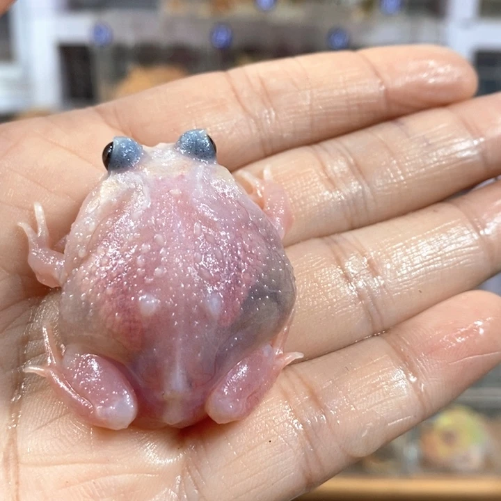 ៸***ﾞ角蛙519号三基因粉雪角蛙