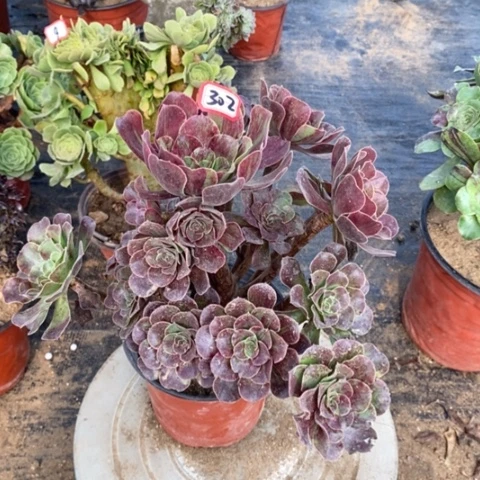 欧若拉捧花一物一拍