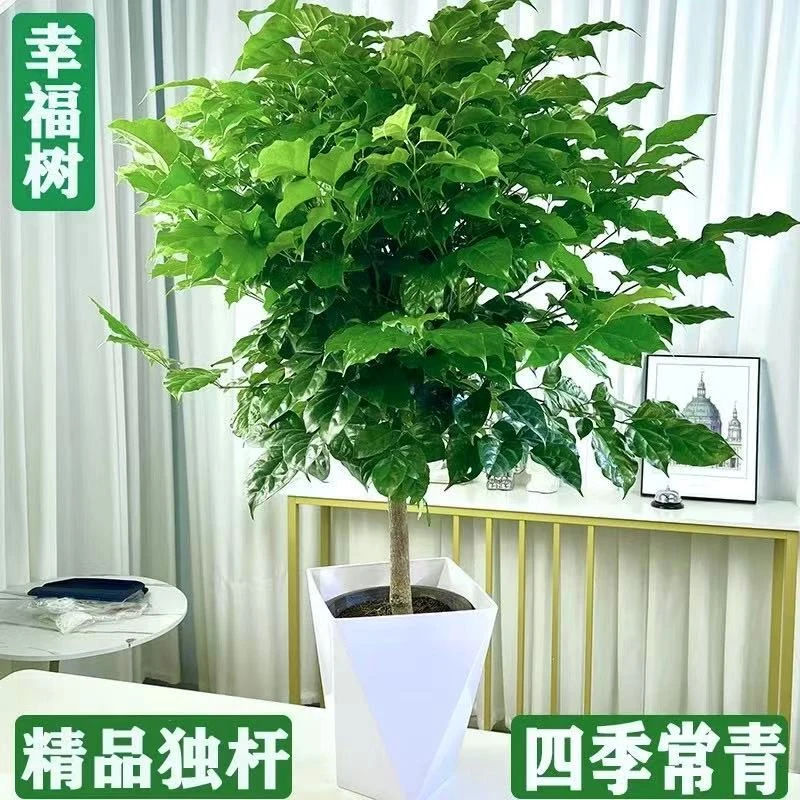 70-80CM左右高度独杆幸福树室内外盆栽四季常青好养活可吸醛植物