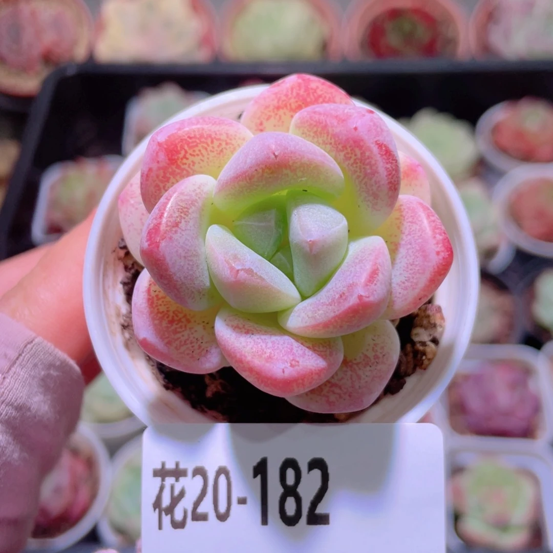 花利美20-182冰玉