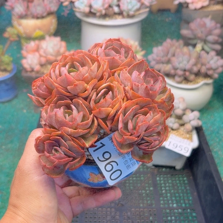 大1960，bcbxvcvbbbb