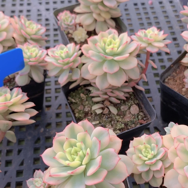 t171戴伦锦三头发