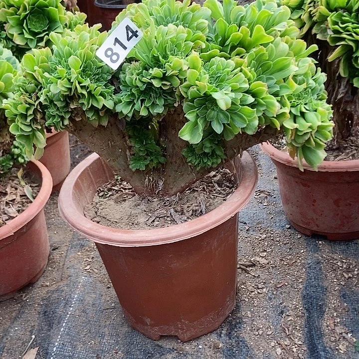 814翡翠琉璃老庄缀化老板子