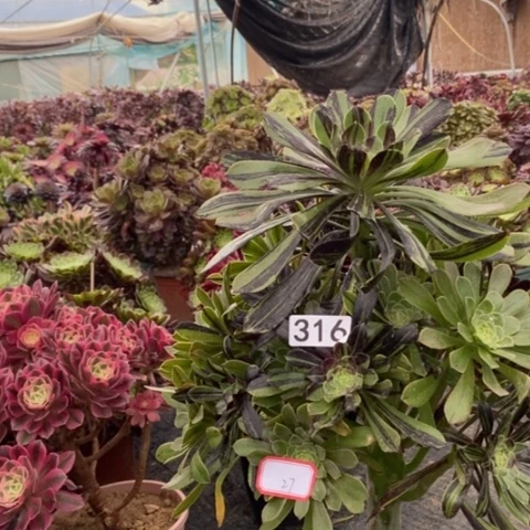 316水墨丹青多肉法师