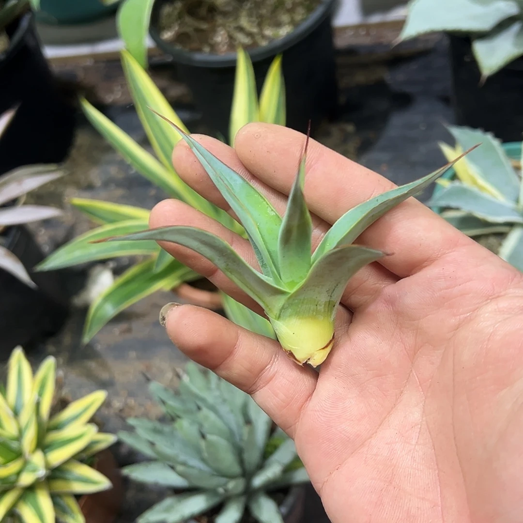 魔针龙舌兰侧芽无根