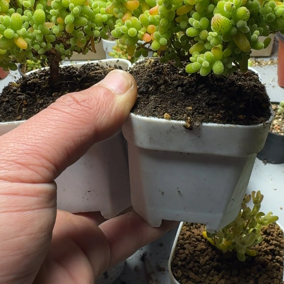 N****h多肉植物枝干番杏