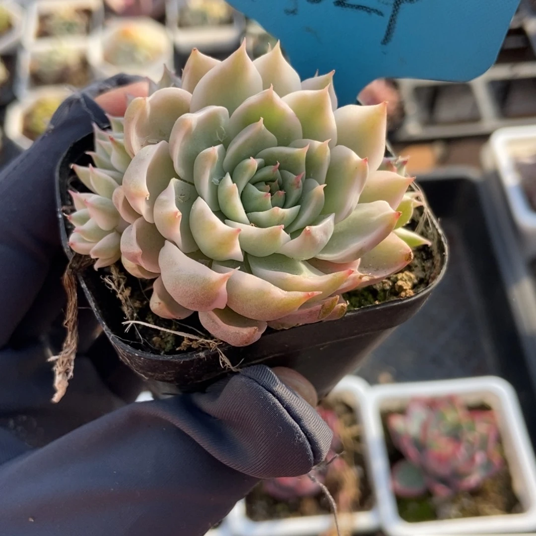 024玛格丽特锦多肉植物