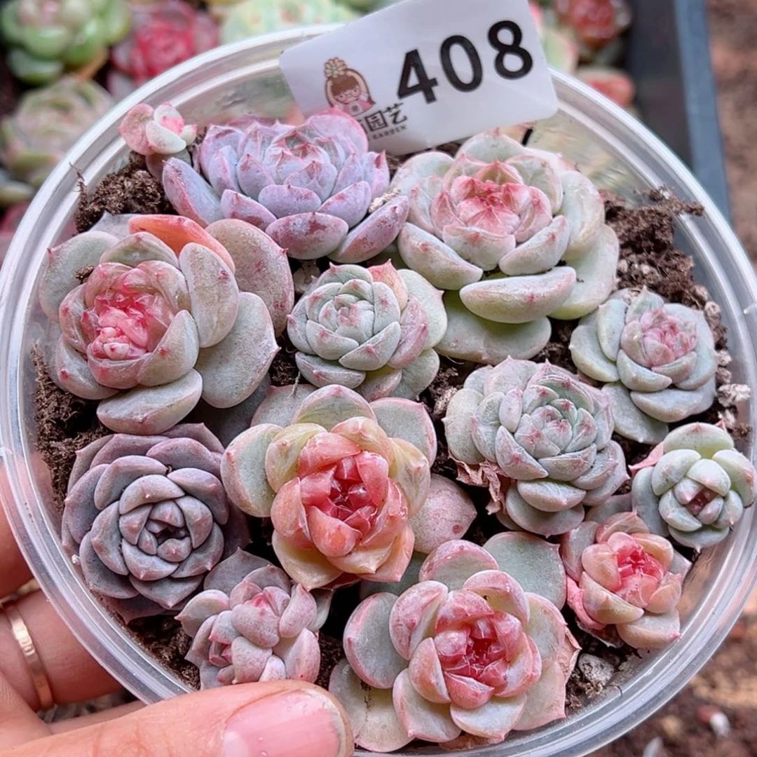 芽*多肉植物多肉植物