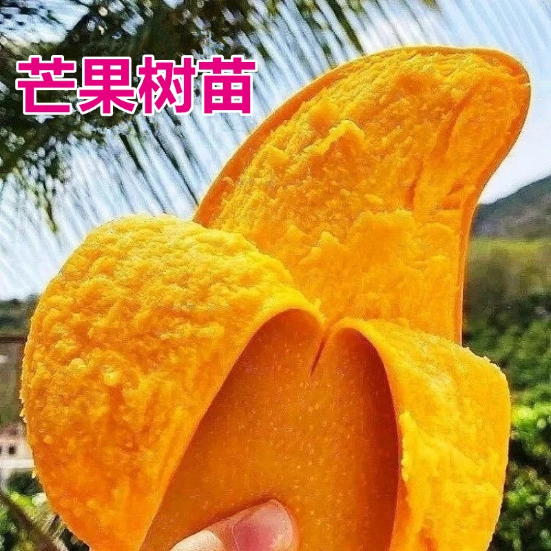 大果芒果苗芒果树苗水果树苗嫁接苗可以盆栽地栽广西带土带叶发货