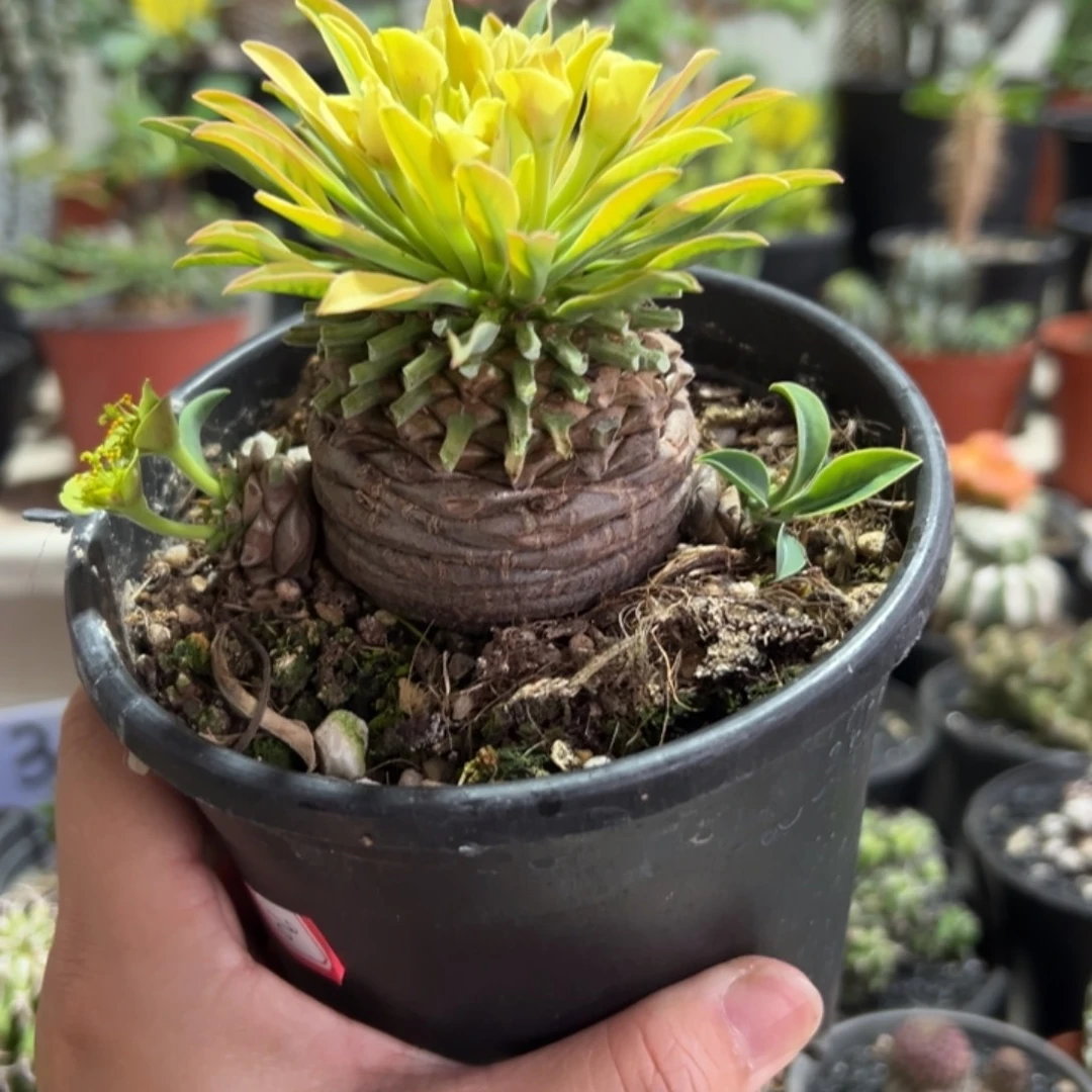 母铁甲丸带盆111111