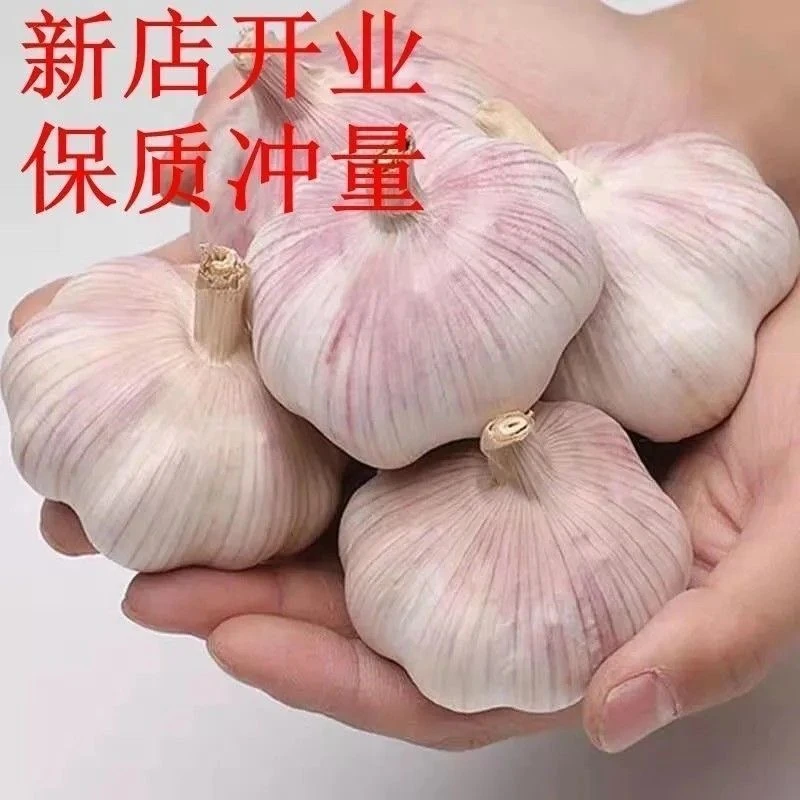 （低价冲量）2025年农家干大蒜大个头紫白皮干蒜辣味十足可吃可种