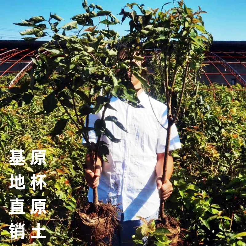 （原杯原土栽好）樱桃树苗南北方盆栽地栽庭院阳台种植耐寒植物