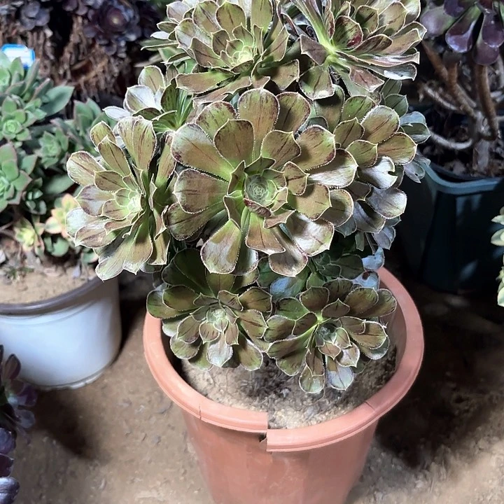 多肉植物法师拉丝35