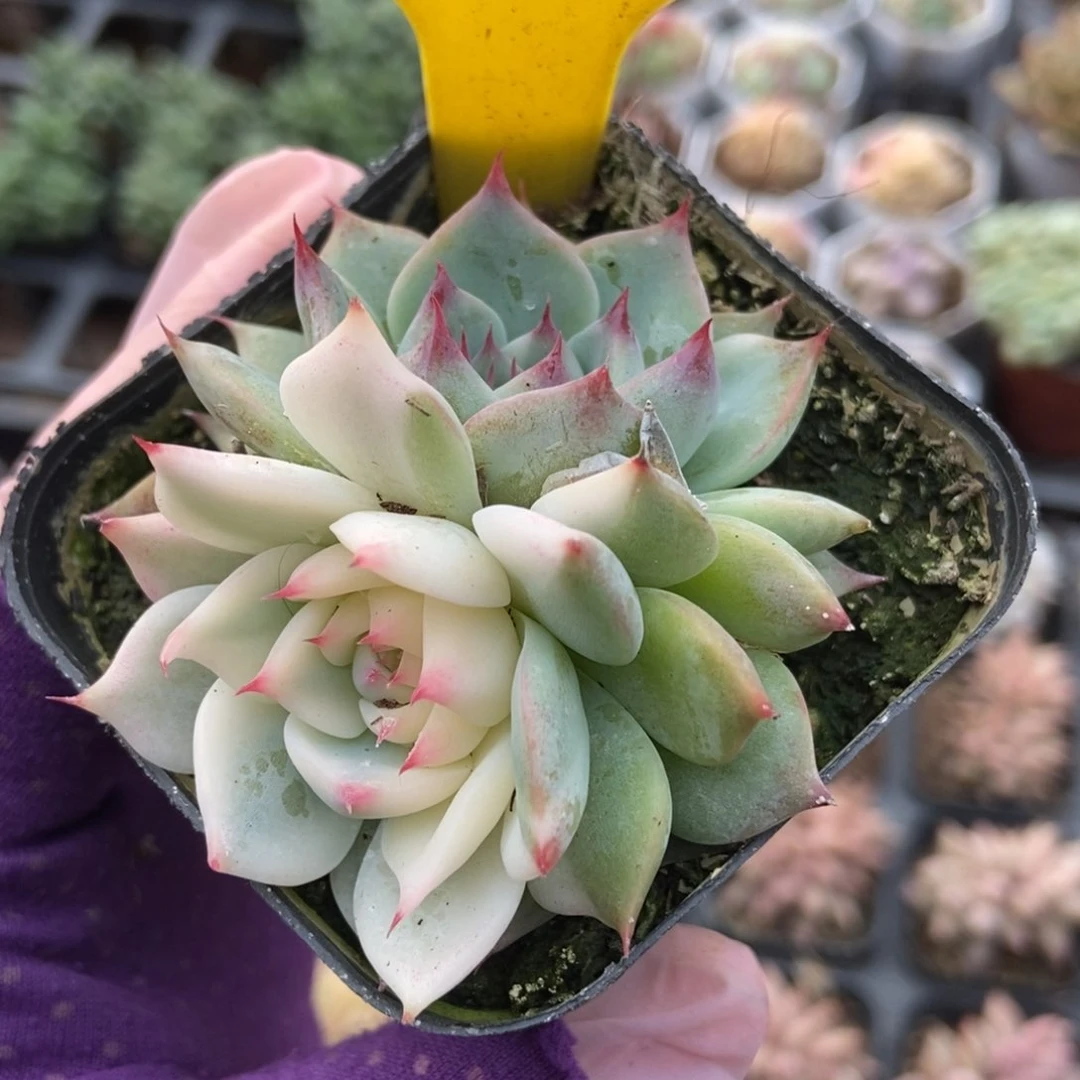 1099吉娃娃锦多肉植物