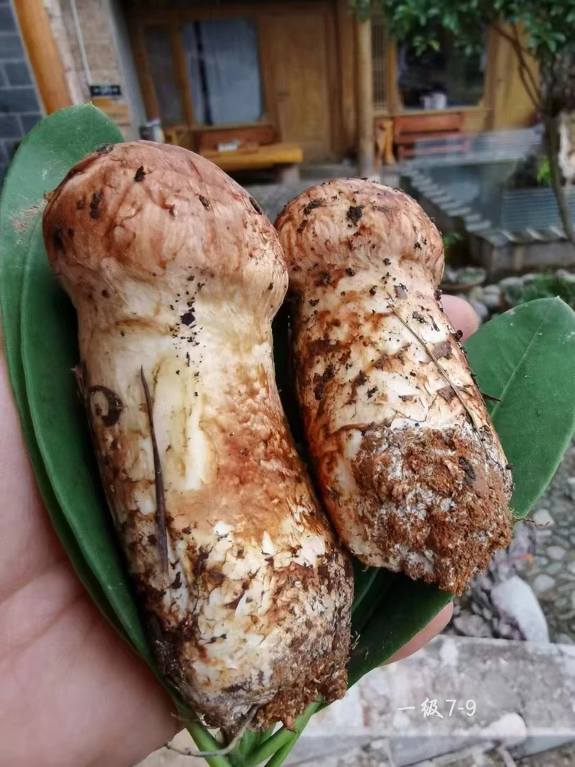 云南香格里拉出口品质新鲜松茸7 - 9cm