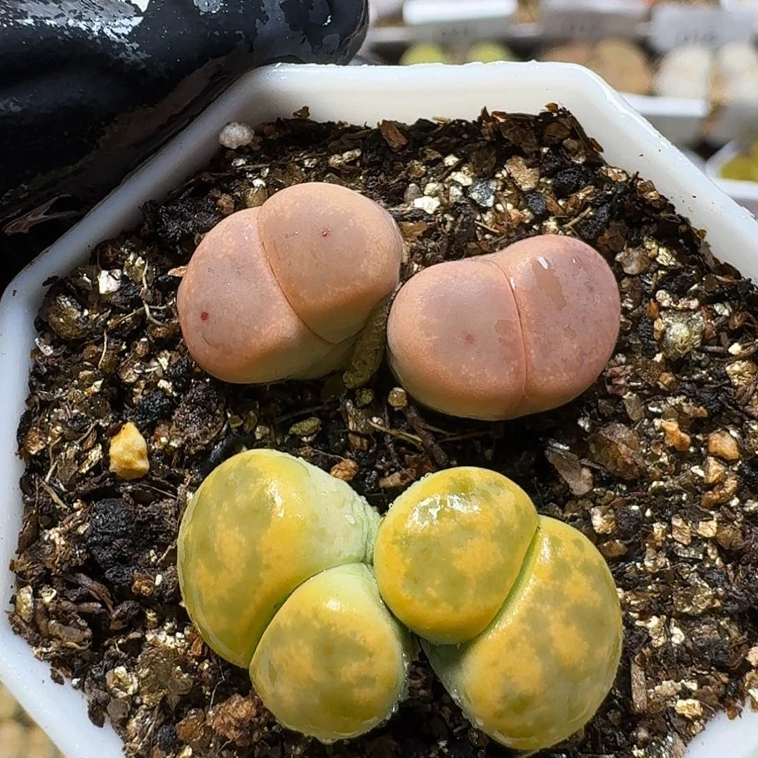生石花11111。   237