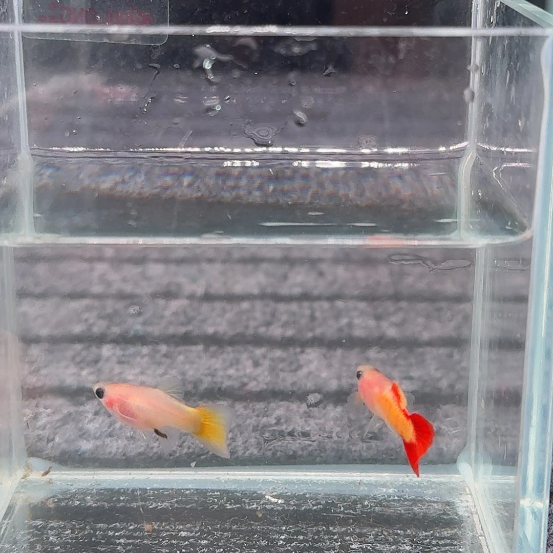 孔雀鱼一对皇家落日