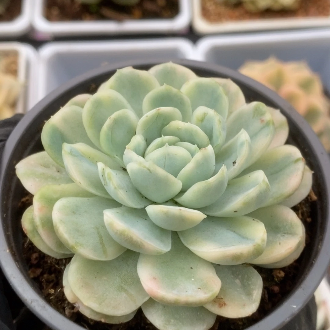 066贝瑞锦锦锦锦锦锦