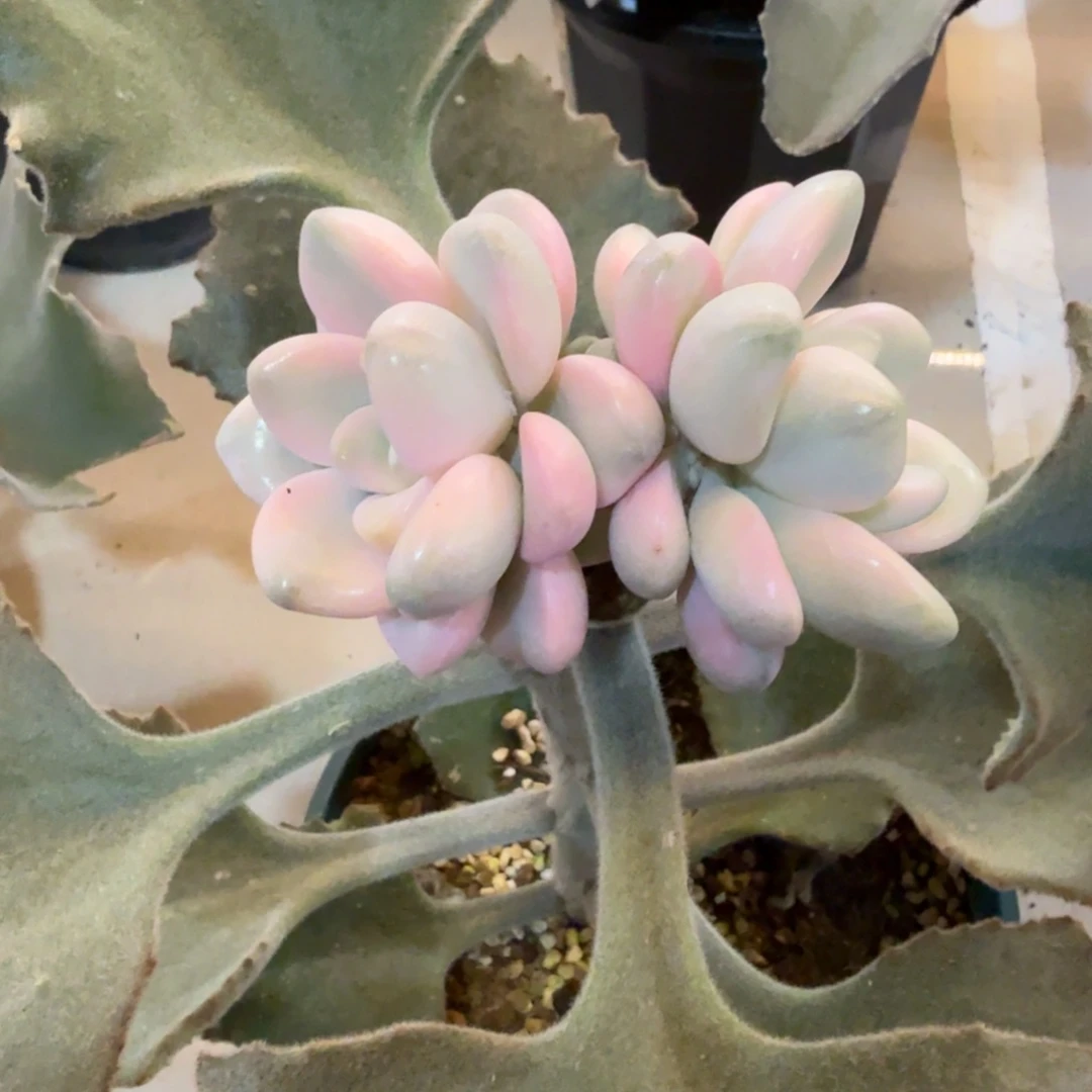 双头花斑鹿 安吉园艺锦