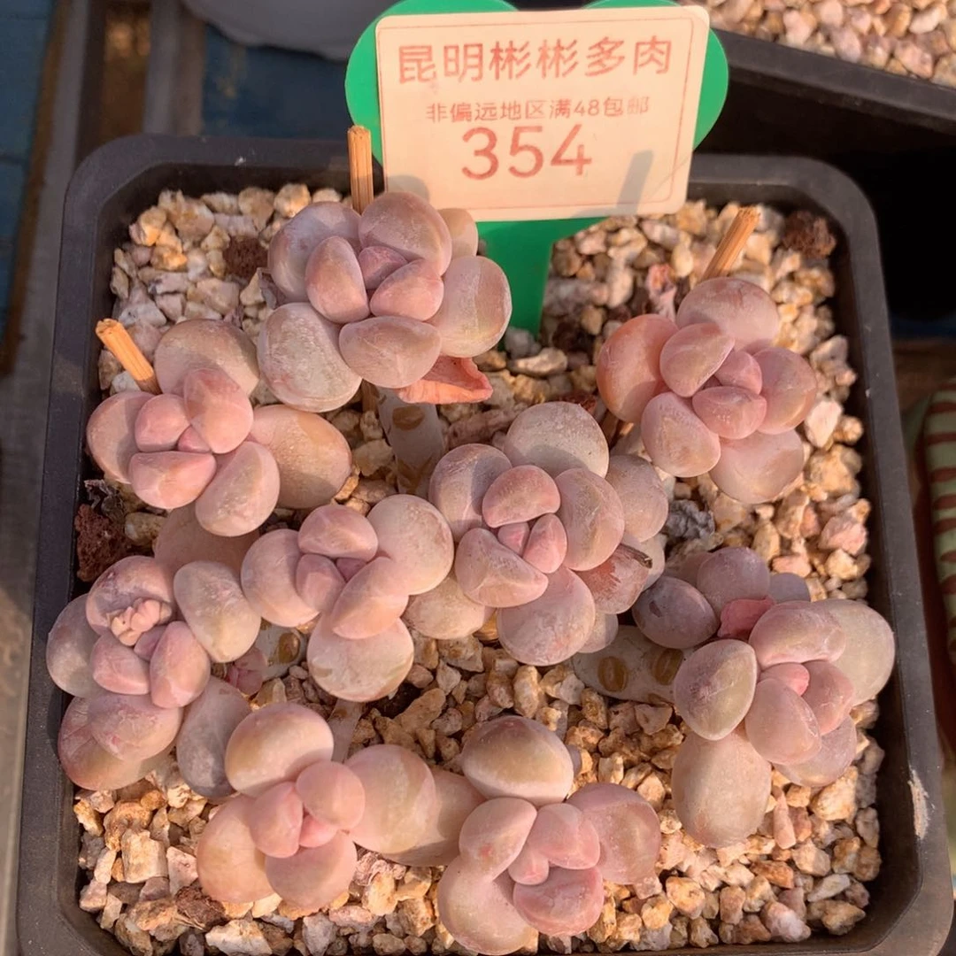 丸叶香玉矮桩平头354