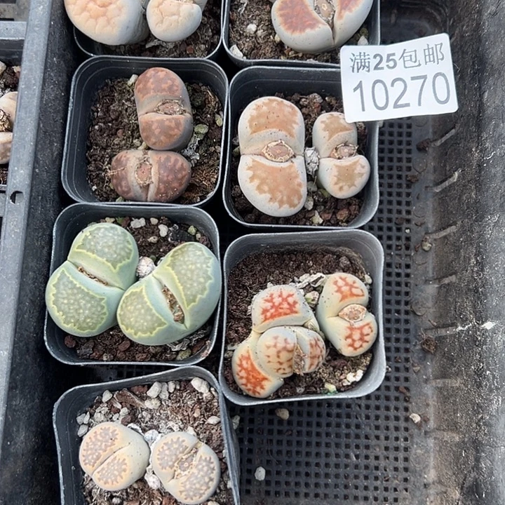 生石花270，一物一拍