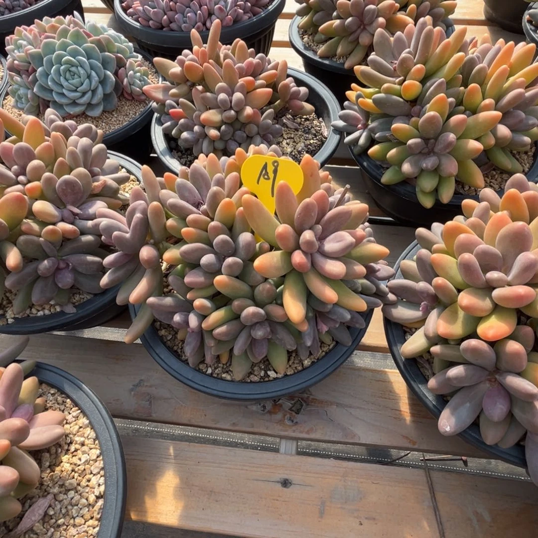 ****纳a9糖果美人群生呀呀呀