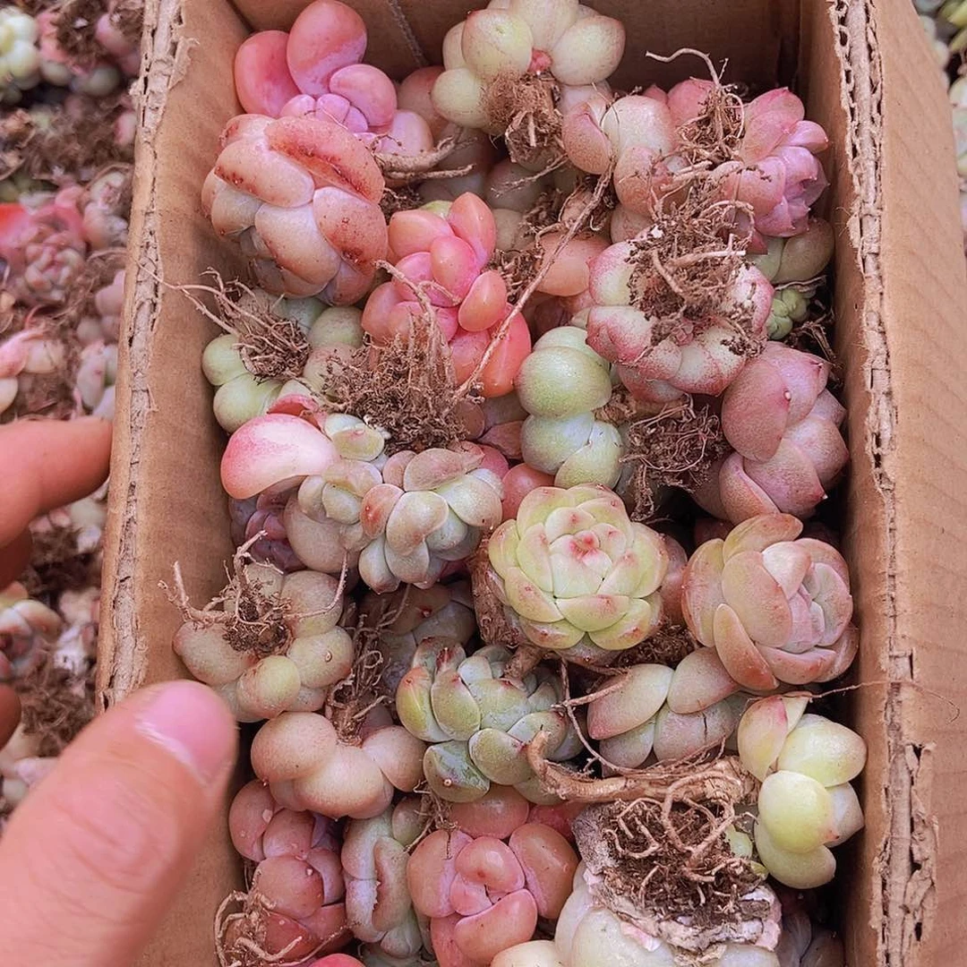 0000000000000002量拍保底50颗