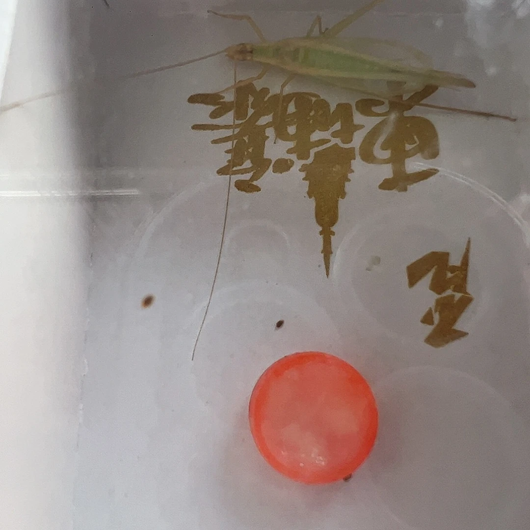 哈哈哈柬埔寨两个