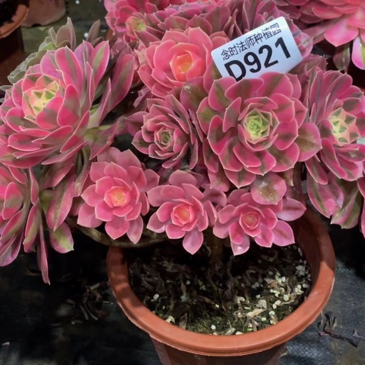 蝉*?921女巫111111多肉