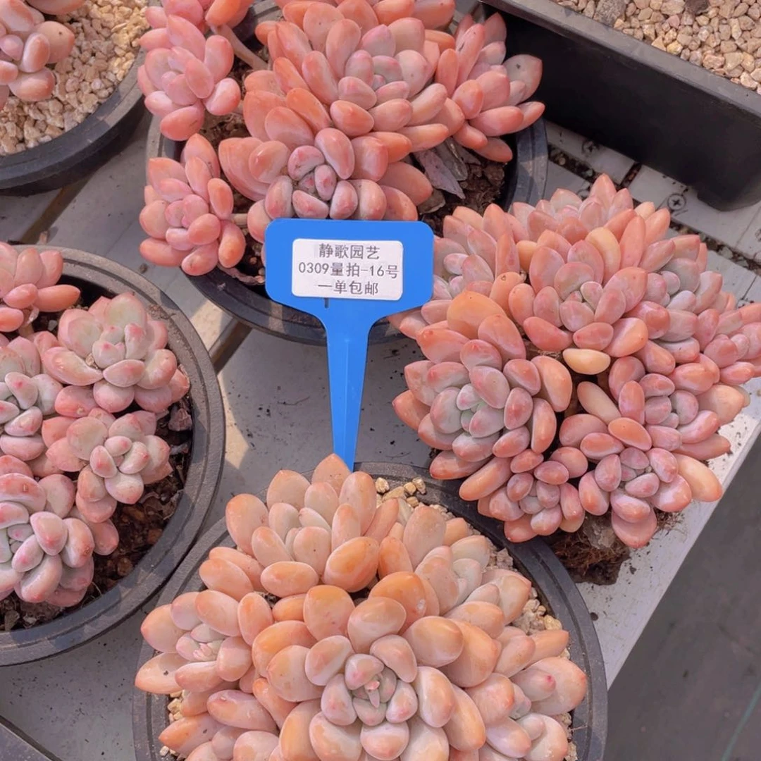 0309-16-大群粉香水捧花一颗