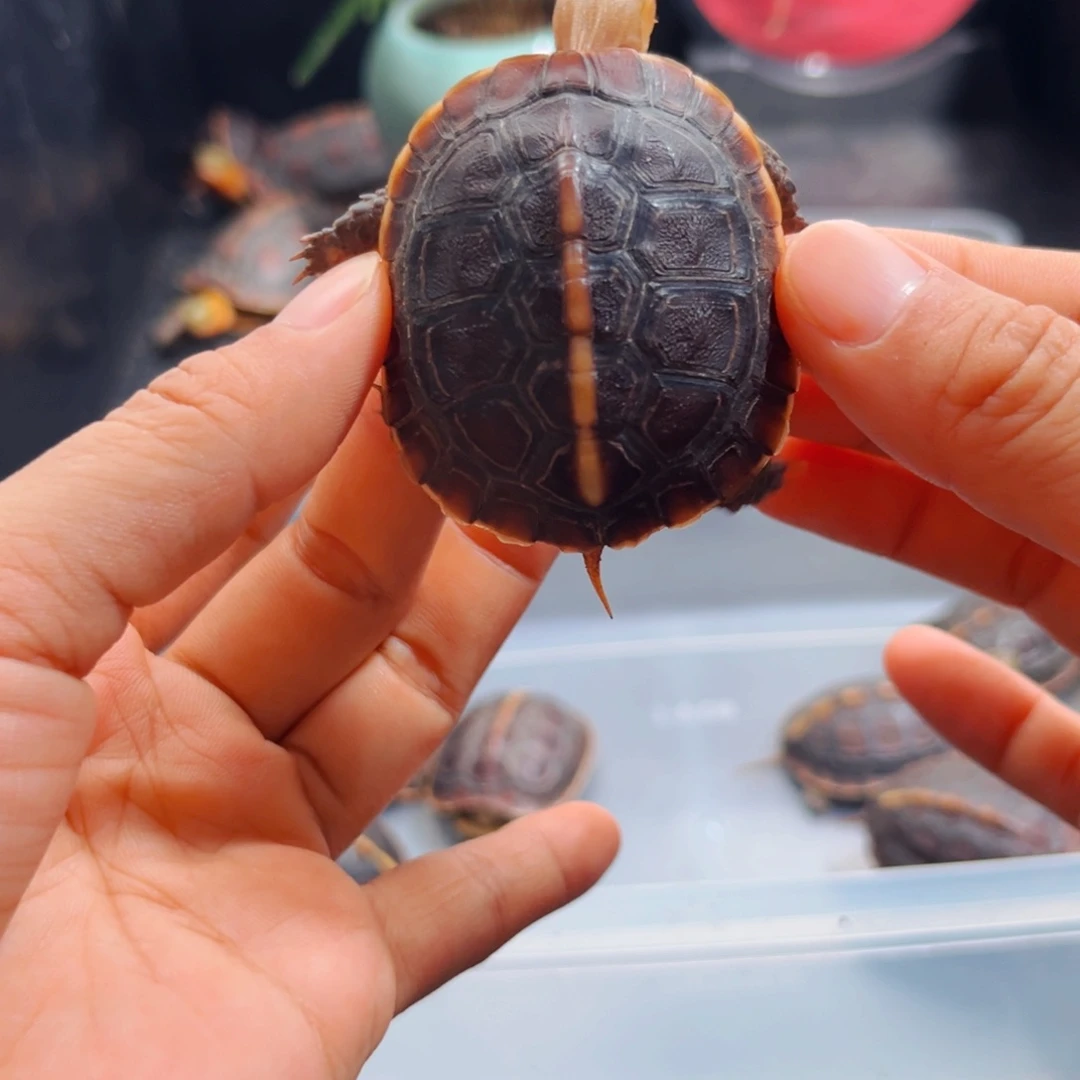 宠物龟不分公母直播间挑选活体可爱宠物龟