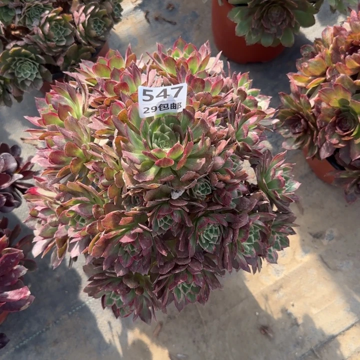 莲花……多肉植物的