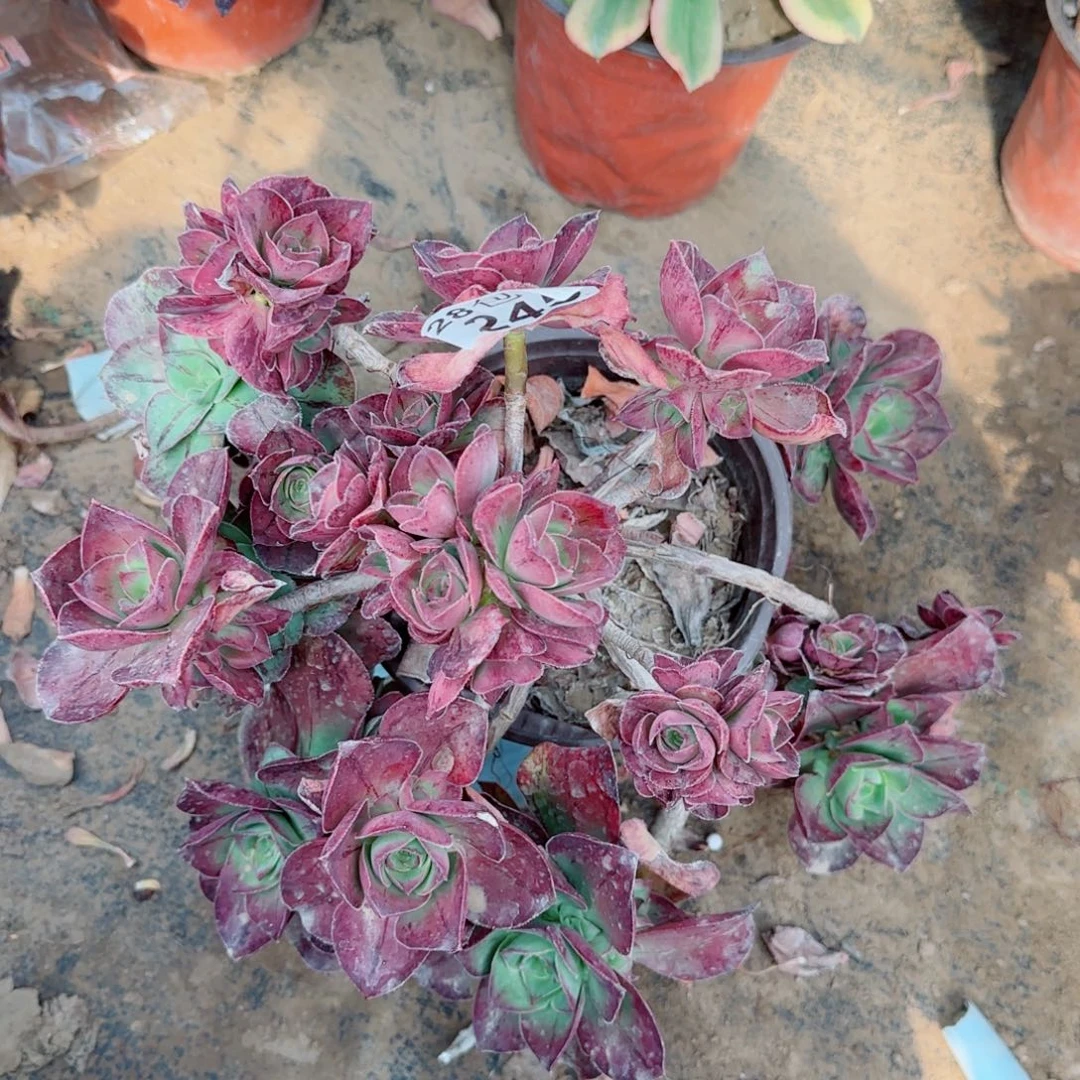 红富士多肉245满20包邮断枝不包