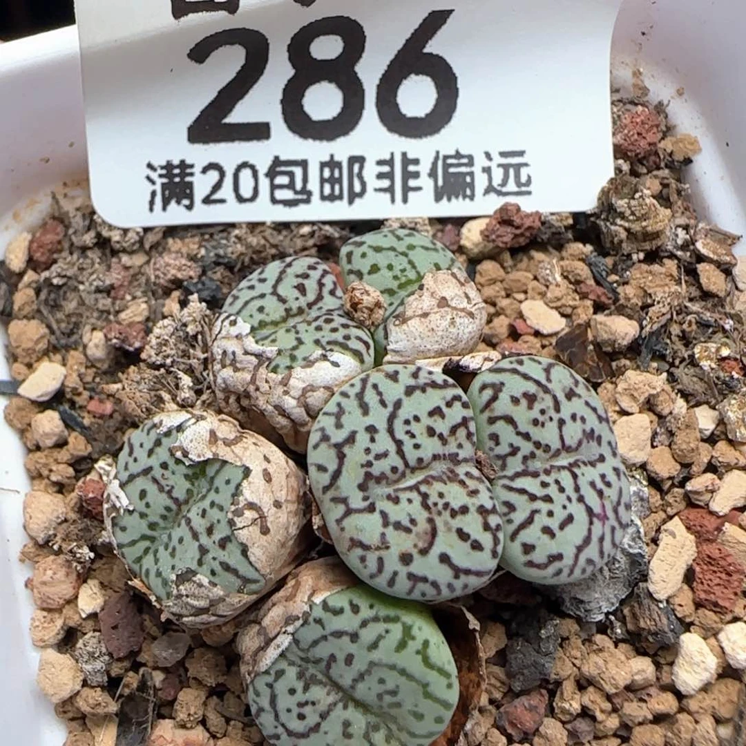 墨小锥带盆土。