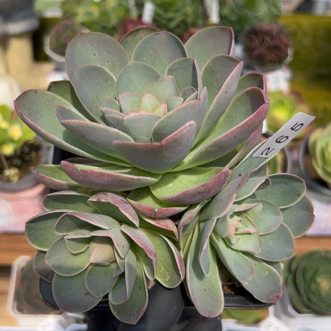 265三头若桃老庄11厘米