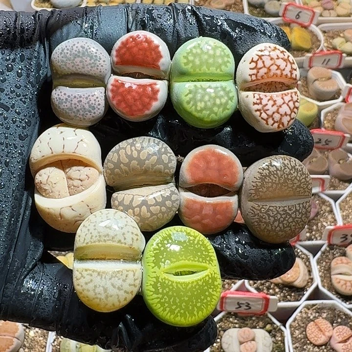 生石花23333:：。  28