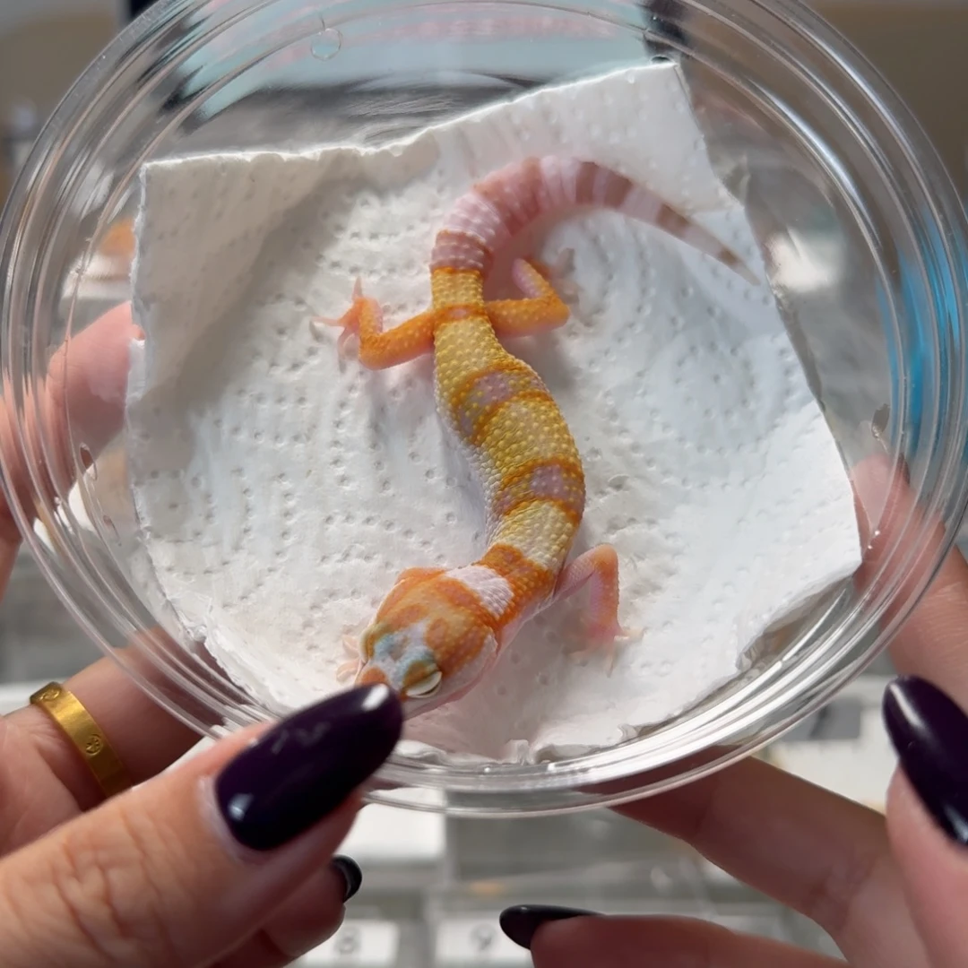 豹纹守宫白黄蜡笔川普公温